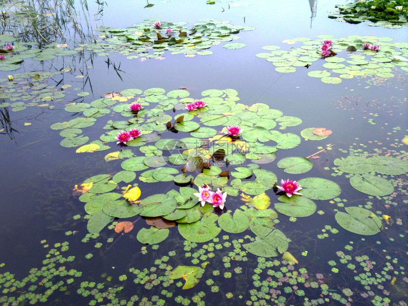 池塘柳树浮萍睡莲荷花图片