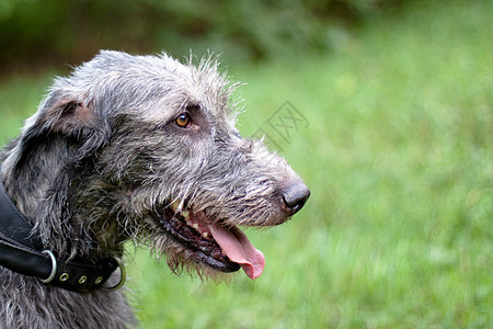 黑狼犬的肖像食肉宠物衣领绿色动物群灰色动物水平注意力公园图片