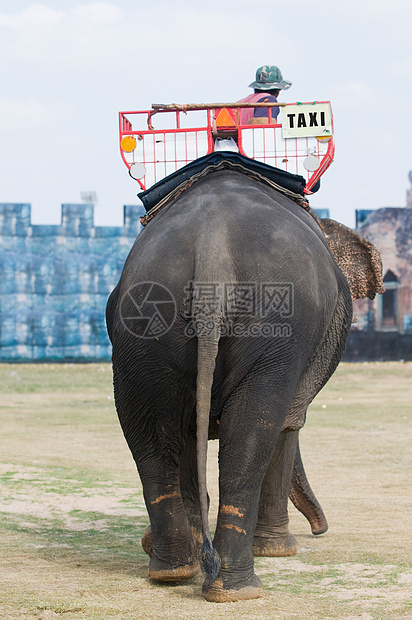 大象出租车尾巴灰色运输哺乳动物环境动物图片