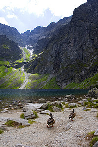 山山脉土地苔藓绿色太阳蓝色巅峰天际风景森林跳闸图片