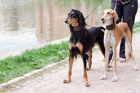 萨鲁基斯动物公园棕色宠物猎犬绿色黑色食肉水平池塘图片