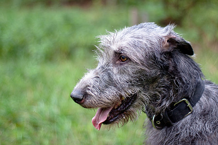 黑狼犬的肖像衣领公园动物群黑色动物宠物食肉绿色水平灰色图片