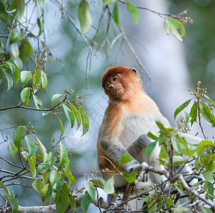 罗马画像质谱( proboscis)图片