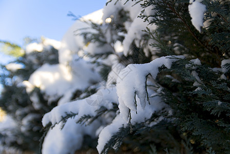 雪花覆盖的卷毛树天空白色冻结季节木头图片