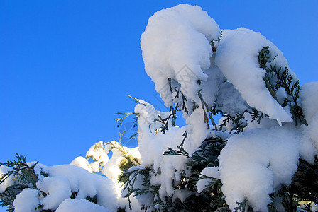 雪花覆盖的卷毛树天空冻结白色木头季节图片