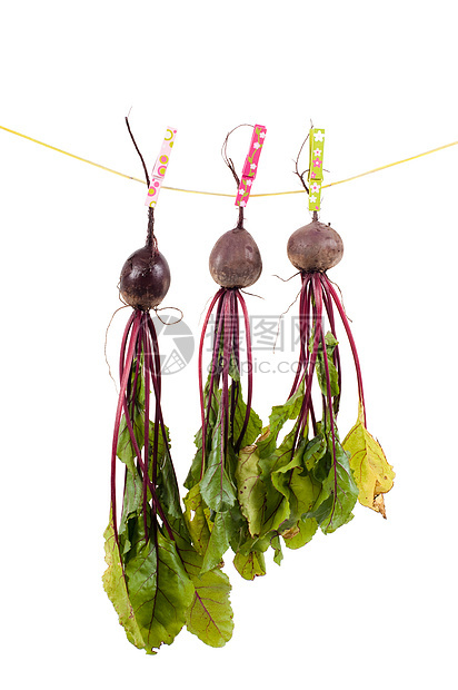 挂着甜菜树叶红色健康营养蔬菜叶子别针收成花园紫色图片