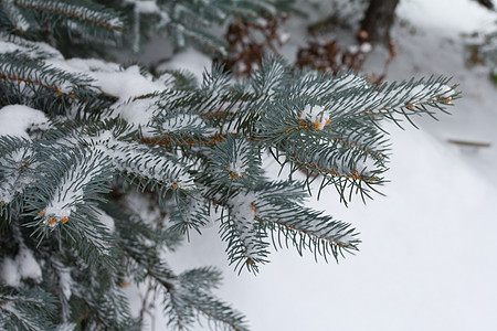 雪中的 fir 树枝针叶季节气候枞树风景白色水晶寂寞森林城市图片