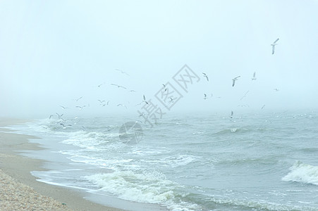 海上的海鸥海岸线历史旅行摄影天气生活风景海洋场景鸟类图片