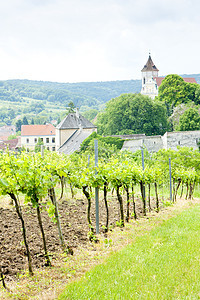 奥地利下奥地利州的葡萄园农业栽培植物建筑学村庄生长国家生产教会酒业图片
