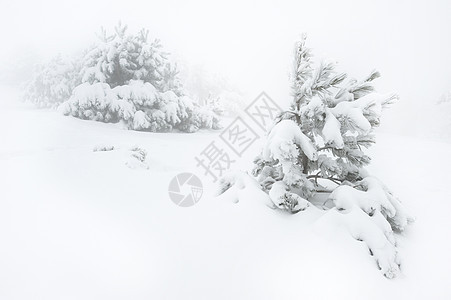 白雪覆盖的树蓝色乐趣森林地形荒野针叶天空气候旅行寂寞图片