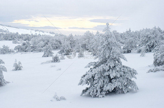 白雪覆盖的树松树季节木头寂寞场景旅行乐趣天空假期太阳图片