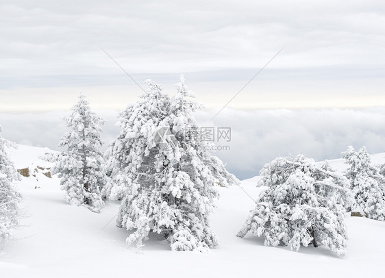 白雪覆盖的树季节天空蓝色木头乐趣荒野旅行森林场景地形图片