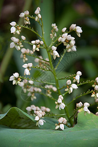 白色的花美丽生活植物群植物背景图片