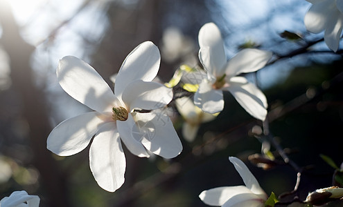 马木兰宏观花瓣植物学回忆叶子全景脆弱性摄影玉兰太阳图片