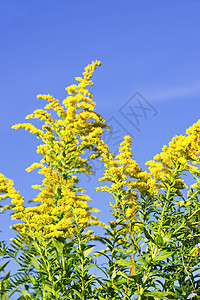 黄金种植园抹布豚草蓝色花粉过敏花朵野花黄色荒野植物图片
