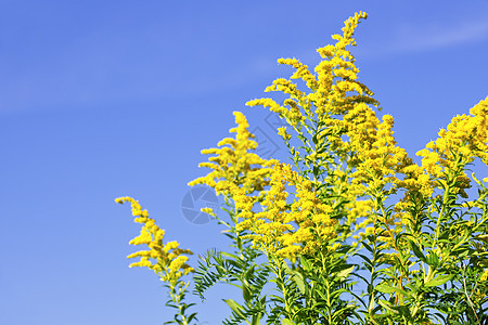 黄金种植园绿色花朵天空蓝色植物杂草抹布荒野黄色过敏图片