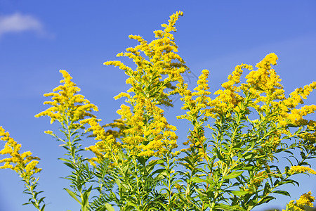 黄金种植园过敏荒野植物花粉蓝色黄色绿色抹布天空野花图片
