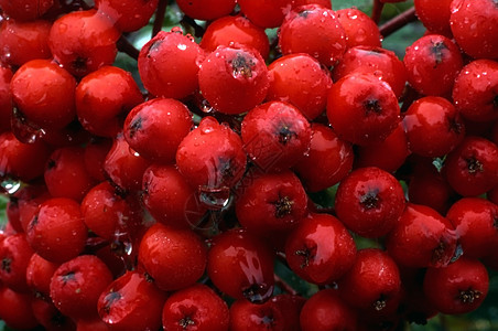 横边草莓植物食物发红植物群宏观季节性束缚团体水果森林背景图片
