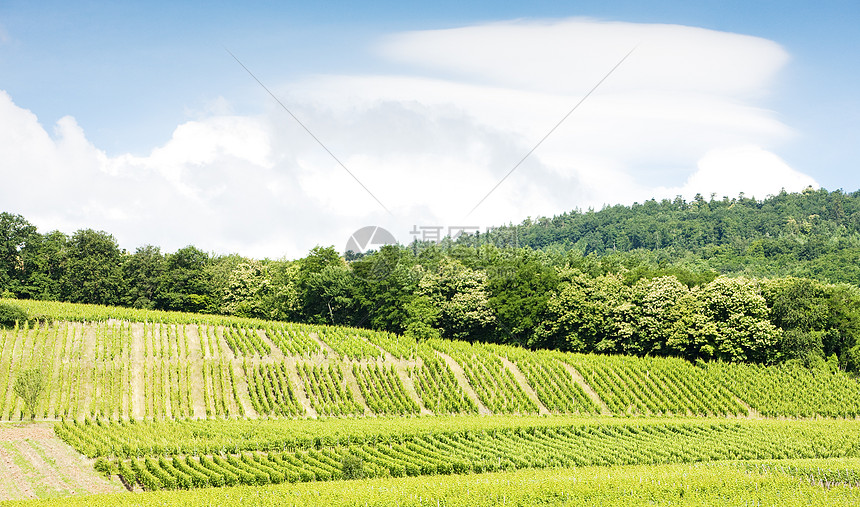 法国阿尔萨斯Hunawihr村周围的葡萄园种植农村生产植被外观葡萄酒业植物学藤蔓生长图片