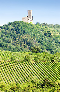 法国阿尔萨斯Ortenbourg城堡葡萄园旅行葡萄园国家犀牛乡村栽培历史农村世界农业图片