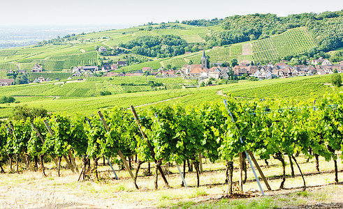 法国Alsace村种植村庄旅行葡萄葡萄园外观酒业世界农村栽培图片