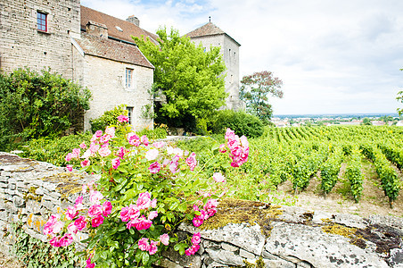 城堡 法国勃伦迪州堡葡萄园宫殿建筑农业玫瑰旅行栽培外观国家建筑物图片