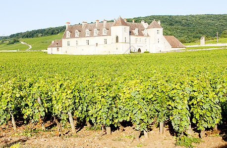 城堡 法国伯根迪世界酒庄栽培葡萄园国家外观宫殿农业位置建筑图片