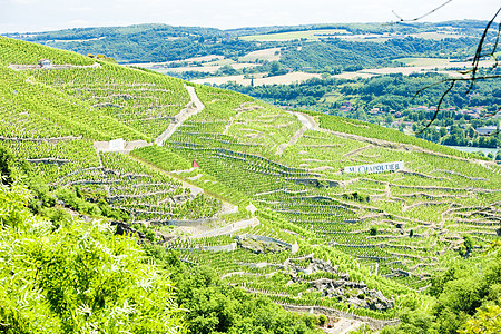 法国罗昂阿尔卑斯 科特罗蒂生产农业风景藤蔓葡萄植物生长种植酒业作物图片
