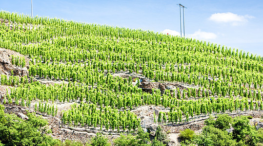 法国罗昂阿尔卑斯 科特罗蒂葡萄园植物生产生长葡萄作物种植种植者农业外观图片