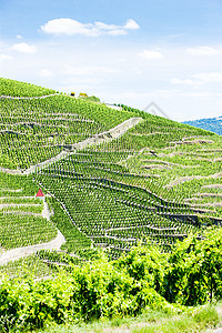 法国罗昂阿尔卑斯 科特罗蒂生产作物风景国家藤蔓外观农村农业旅行种植图片
