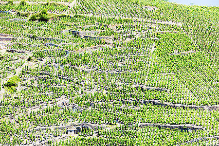 法国罗昂阿尔卑斯 科特罗蒂生产作物葡萄藤蔓葡萄园种植农业国家植物农村图片