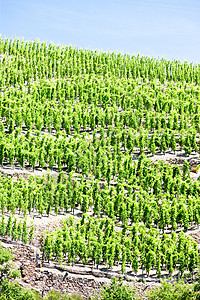法国罗昂阿尔卑斯 科特罗蒂葡萄生长藤蔓农业栽培作物葡萄园植物农村国家图片