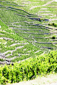 法国罗昂阿尔卑斯 科特罗蒂植物酒业藤蔓生产种植作物生长栽培国家种植者图片