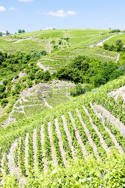 法国罗昂阿尔卑斯 科特罗蒂植物农业作物葡萄种植旅行种植者外观栽培生产图片