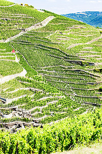 法国罗昂阿尔卑斯 科特罗蒂藤蔓旅行外观酒业栽培农业生长农村生产种植图片