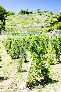 法国罗昂阿尔卑斯州格里埃特城堡葡萄园格栅葡萄园栽培国家生长外观藤蔓葡萄生产酒业图片