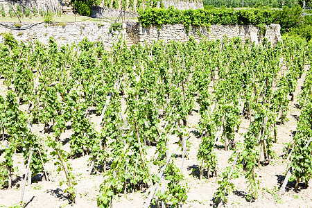 法国罗昂阿尔卑斯州格里埃特城堡葡萄园种植植物生产葡萄种植者作物外观栽培农业酒业图片