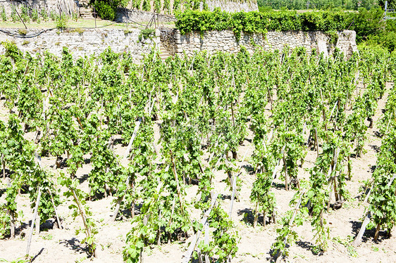法国罗昂阿尔卑斯州格里埃特城堡葡萄园种植植物生产葡萄种植者作物外观栽培农业酒业图片