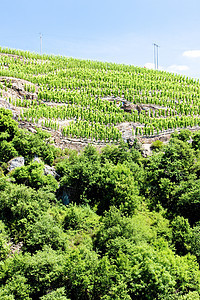 法国罗昂阿尔卑斯 科特罗蒂酒业葡萄外观作物葡萄园生产藤蔓植物栽培农村图片