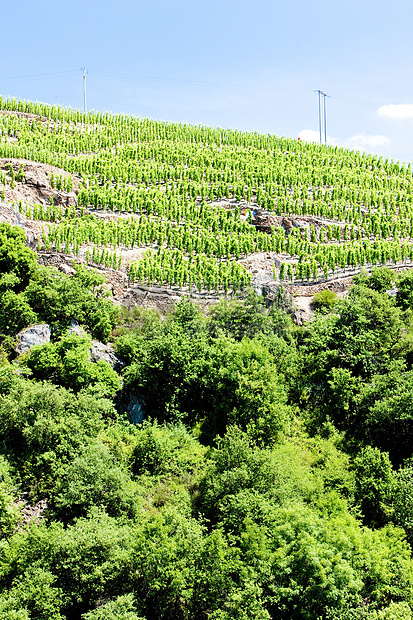 法国罗昂阿尔卑斯 科特罗蒂酒业葡萄外观作物葡萄园生产藤蔓植物栽培农村图片