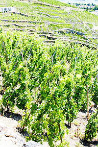 法国罗昂阿尔卑斯 科特罗蒂种植植物外观种植者葡萄生长农村生产农业藤蔓图片