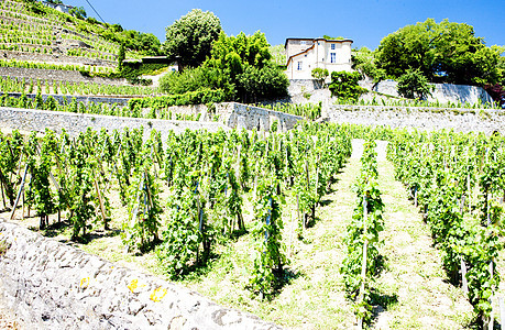 法国罗昂阿尔卑斯州格里埃特城堡葡萄园位置农村格栅外观建筑乡村农业建筑物酒庄城堡图片