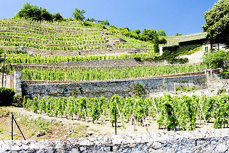 法国罗昂阿尔卑斯州格里埃特城堡葡萄园葡萄园外观葡萄栽培酒业种植者农业种植植物生产图片