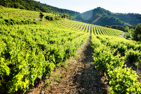 法国普罗旺斯Gigondas附近的葡萄园风景种植葡萄种植者作物生长国家生产乡村外观图片