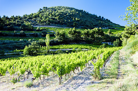 法国普罗旺斯Gigondas附近的葡萄园种植者外观生产乡村农村种植农业风景位置葡萄图片