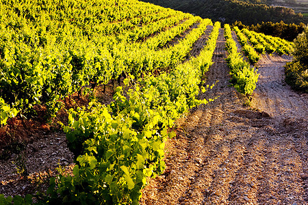 法国普罗旺斯Gigondas附近的葡萄园农业位置葡萄农村种植植被藤蔓世界外观生长图片