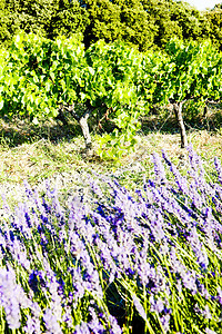 葡萄园 Droome部 RhoneAlpes Fra植物学场地薰衣草外观植物群花朵国家种植园植物农业图片