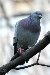 灰色城鸽黑色眼睛美丽鸽子野生动物城市羽毛荒野翅膀蓝色图片