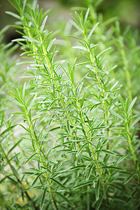 罗斯玛丽药草植物蔬菜生长味道草本植物多叶芳香绿色花园草药营养图片