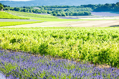 德罗梅部园 RhoneAlpes风景农业种植园栽培植物场地酒业外观花朵图片